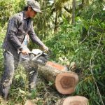 Gỗ MDF VRG Kiên Giang: Đảm bảo nguồn nguyên liệu ổn định
