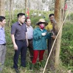Cao su Hương Khê phấn đấu khai thác 600 tấn vàng trắng năm 2019