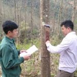 Cao su Sơn La rộn ràng không khí ra quân đầu năm