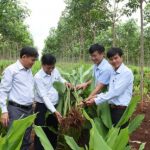 Nhân rộng các mô hình trồng xen