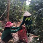 Tất bật mùa nghỉ cạo