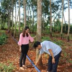 Hệ thống thu gom mủ tự động: Hữu ích nhưng cần khắc phục các khuyết điểm