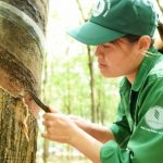 Cao su Bình Long phấn đấu khai thác vượt 16.500 tấn mủ