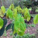Cảnh báo bệnh Corynespora thời điểm giao mùa