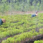 Những con đường mới cho nền kinh tế cao su