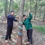 Lương Duy Đức - Sáng kiến tận thu từng giọt mủ