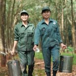 Phấn khởi vào mùa cạo mới