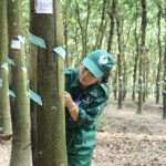 Tổ chức cuộc thi thơ “Cao su – Dòng chảy cuộc sống” và cuộc thi viết “Chân dung người thợ”