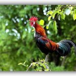 Tiếng gà trưa biên giới
