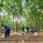 Đề xuất giao 300 ha cao su đang khai thác của Cao su Hà Tĩnh cho doanh nghiệp nuôi bò?