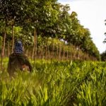 Nhiều mô hình đem lại hiệu quả kinh tế cao