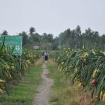Tập đoàn Quế Lâm sẽ hỗ trợ công nhân cao su làm nông nghiệp hữu cơ