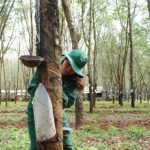 Khuyến khích hơn nữa sử dụng lao động đồng bào dân tộc thiểu số