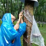 Cao su Mang Yang bứt phá mạnh mẽ về sản lượng
