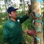 Người chọn cao su phát triển sự nghiệp