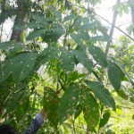 Bệnh Pestalotiopsis bùng phát tại Thái Lan