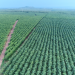 TCT cao su Đồng Nai: Đồng hành cùng địa phương và khu vực trong định hướng phát triển bền vững