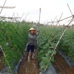 Tạo thu nhập cho người làng từ cây rau dân dã