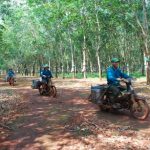 Nông trường Bờ Ngoong, Công ty TNHH MTV Cao su Mang Yang: sẽ hoàn thành sản lượng trước 30 ngày