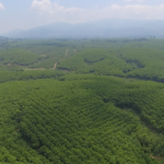 Đẩy mạnh tuyên truyền ca khúc về ngành cao su