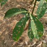 “Cần ngăn chặn, hạn chế sự xâm nhập của bệnh Pestalotiopsis vào Việt Nam”