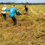 Bắt chuột đồng, mênh mang vùng sông nước