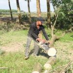 Kiến nghị gỗ cao su là sản phẩm thứ hai sau mủ