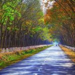 “Nghệ sỹ khôngchuyên” ngành cao su