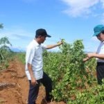 Cài thiện đời sống nhờ xen canh
