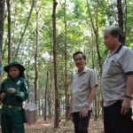 Cao su Việt Lào: Mô hình kiểu mẫu tại nước ngoài của VRG