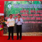 Cao su Chư Mom Ray: Lợi nhuận đạt 180%