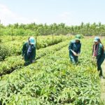 Khung pháp lý để hỗ trợ và thúc đẩy sản xuất phát triển bền vững