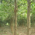 VRG thực hiện phát triển 20.000 ha rừng