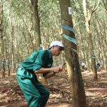 Cao su Bà Rịa: Ưu tiên đảm bảo thu nhập, giữ chân người lao động