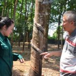 Cao su Việt Lào: Mô hình kiểu mẫu tại nước ngoài của VRG (Kỳ 2)
