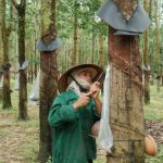 Các công ty cao su Tây Nguyên vượt khó thành công