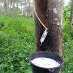 Giá cao su TOCOM ngày 9/4 tăng