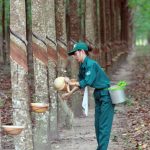 Tặng người em gái cao su