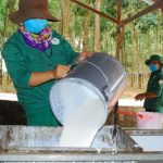 Mùa cạo mới trên địa bàn Tây Nguyên: Thời tiết chưa thuận lợi
