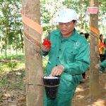 Giá cao su ngày 1/7 tăng nhẹ