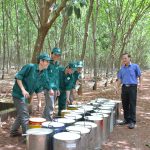 Nỗ lực đưa nông trường phát triển bền vững