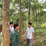 Sống trọn tình, trọn nghĩa với cây cao su