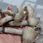 Cải thiện thu nhập mùa nấm mối