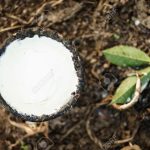 Giá cao su Nhật Bản lên cao nhất kể từ tháng 2