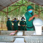 Ngành cao su tăng cường phòng chống dịch bệnh Covid-19