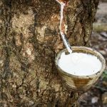 Giá cao su thế giới đồng loạt tăng