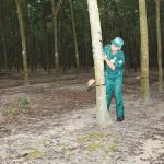 Hội thi Bàn tay vàng khai thác mủ Cao su Bình Long