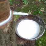 Giá cao su ngày 9/9 bật tăng trở lại