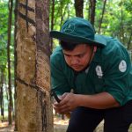 Cao su Việt Lào sản xuất kinh doanh 9 tháng khả quan