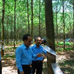 Cao su Chư Prông quyết tâm đạt thành tích cao nhất